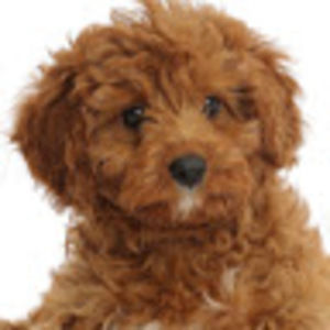 Meet your Posher, Addy